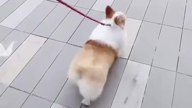 Long-haired corgi is so handsome and cute