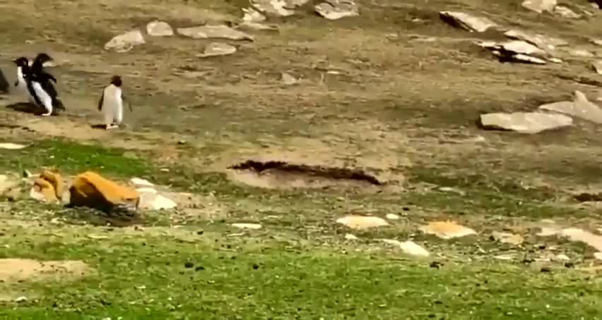 One group of penguins goes to the sea, the other comes back.