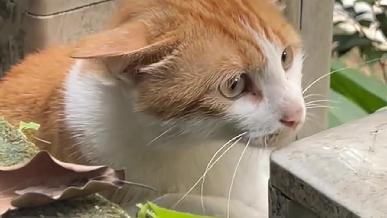 So Beautiful cats 2023, cute cats funny Video