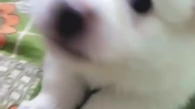 Cute Dog Fanny video