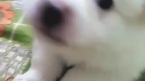 Cute Dog Fanny video