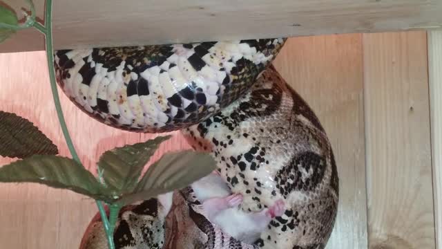 Red tailed boa eating rat big snake