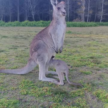 Baby _kangaroo_enters_The pouch funny videos 🤣🤣🤣🤣🤣🤣🤣🤣