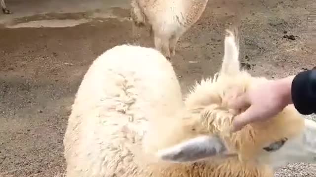 alpaca