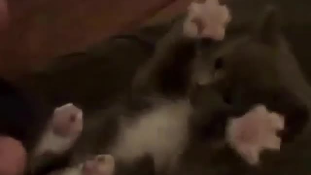 Funny and Cute Cat Videos #275