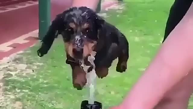 The dog that thinks it's swimming