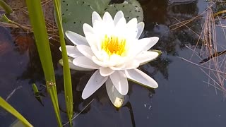 Water Lilly