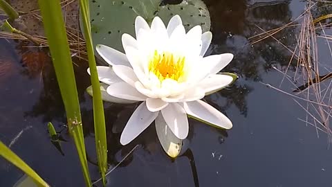 Water Lilly