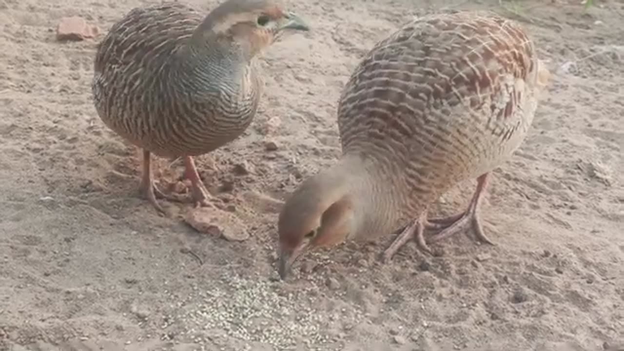 wonderful partridge bird best pair feeding,francolin bird best pair