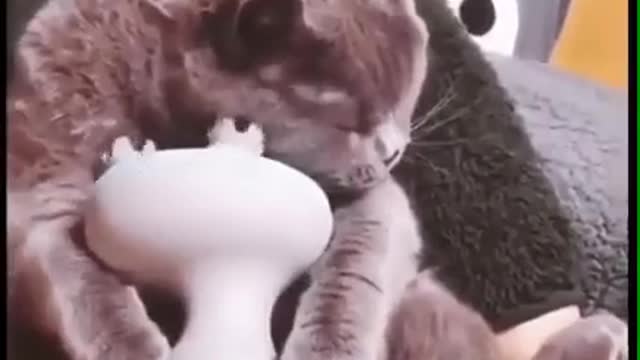 Kitten joyfully ball acts from massage