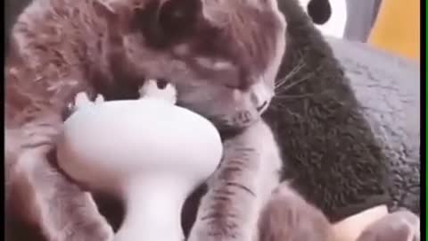 Kitten joyfully ball acts from massage