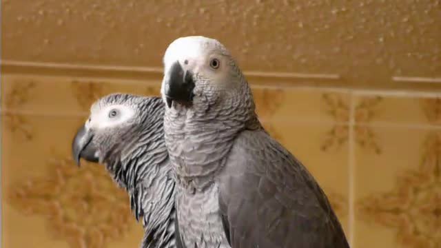 Mojo Twin Parrots Mimicking My washing machine