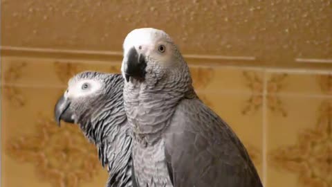 Mojo Twin Parrots Mimicking My washing machine