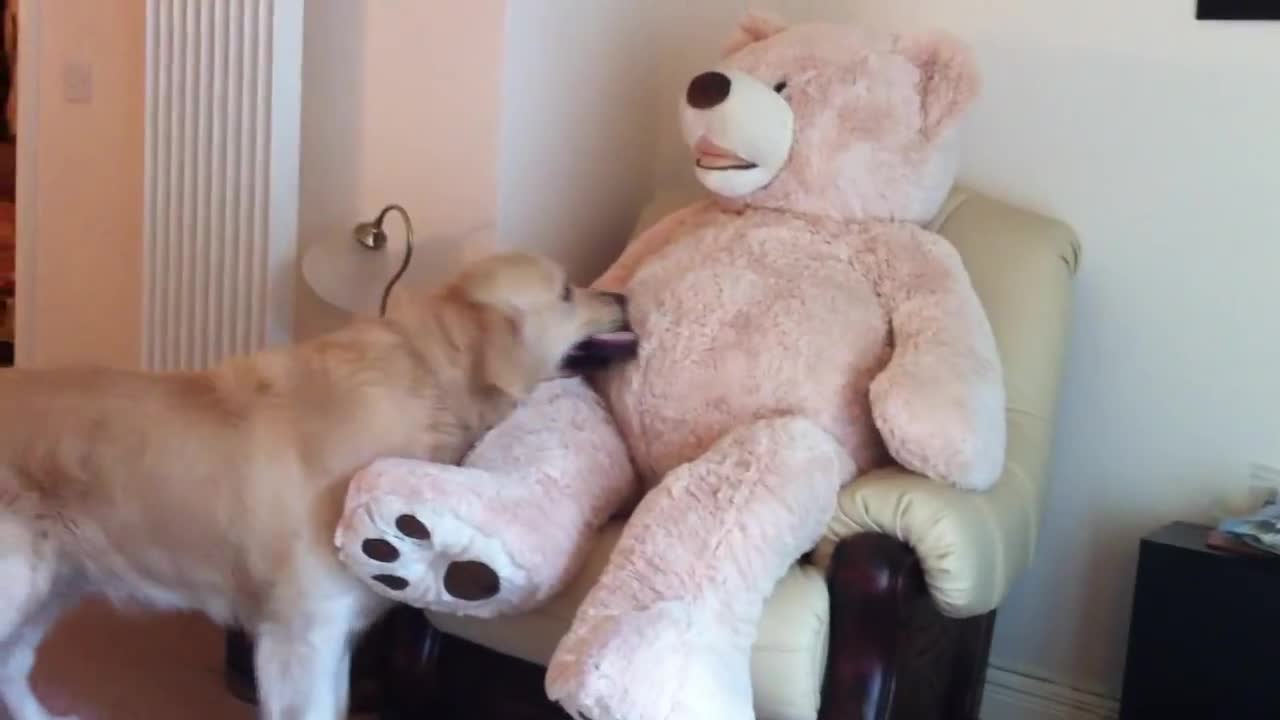 Golden Retriever befriends life size teddy bear!