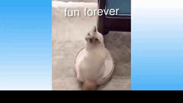 Funny Cat 2022