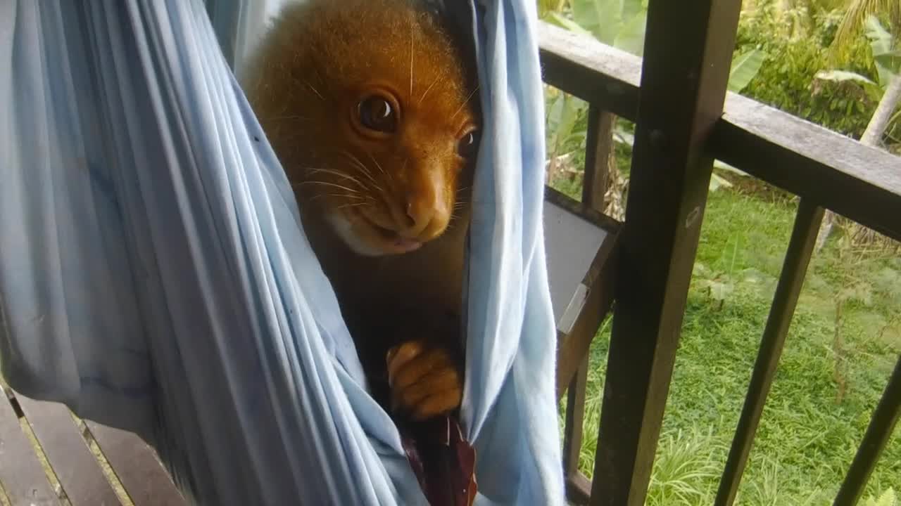 Schnoggs Enjoys Fresh Mango Leaves