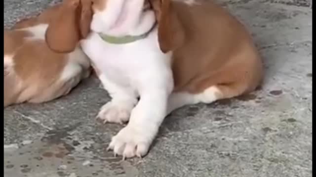 Funny dog moment part 3