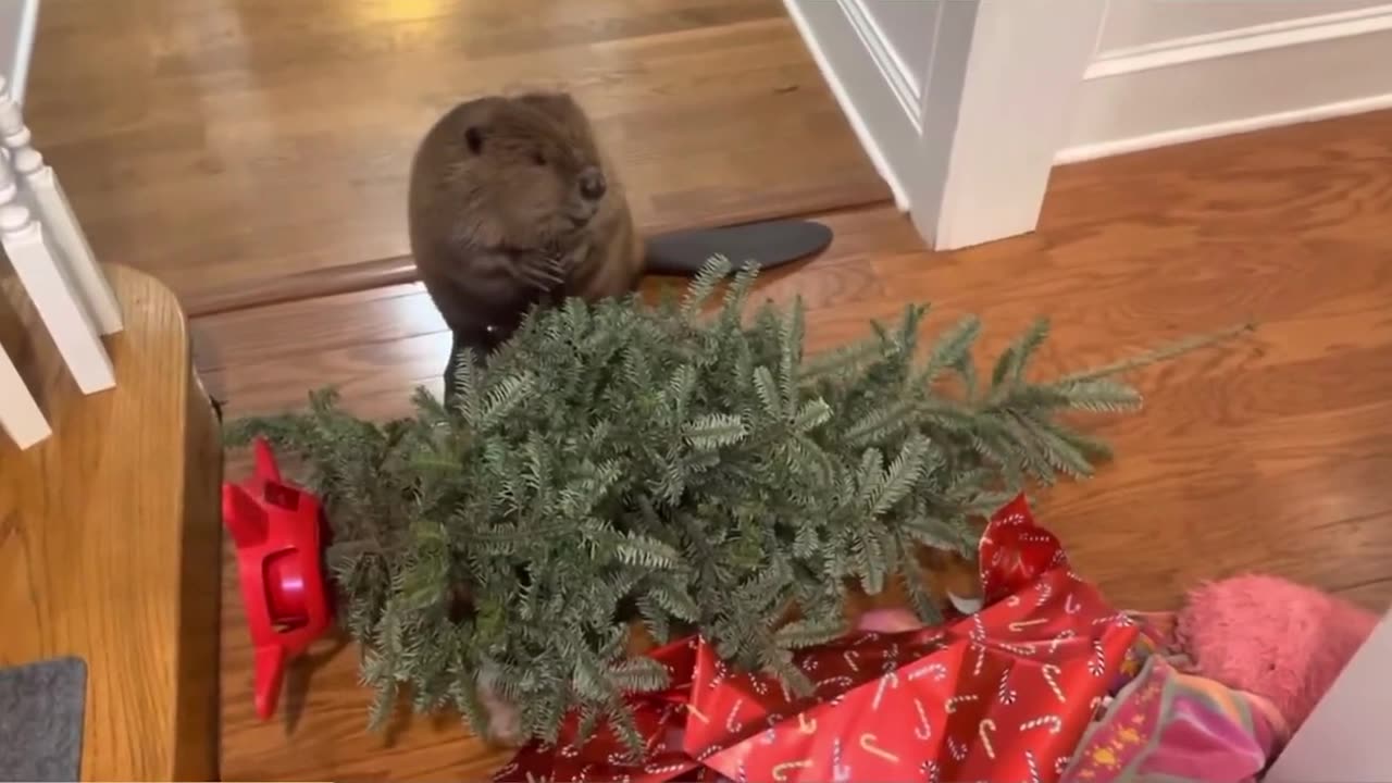 Pet beaver building a dam inside the house 🦫