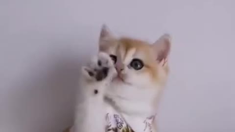 Cute kitten playing - Cute cat