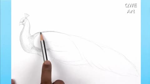 Draw Feathers And Body Structure