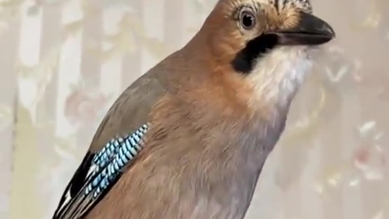 funny animals