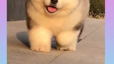 Cute_dog_funny_ dogs