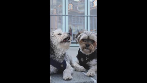 Close up video of dogs
