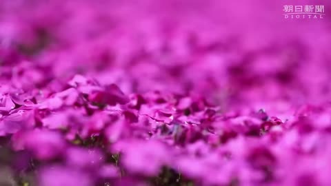 El anciano que plantó miles de flores para que las oliera su esposa ciega