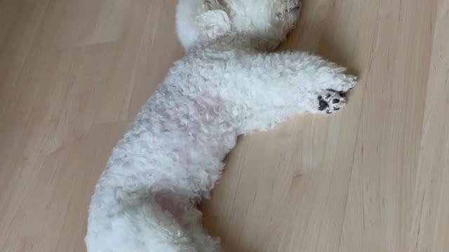 hilarious dreaming dog, talking in his sleep