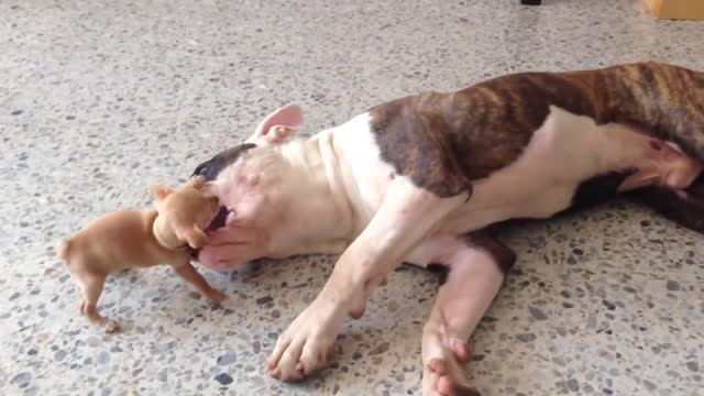Dog playing David and Goliath lol
