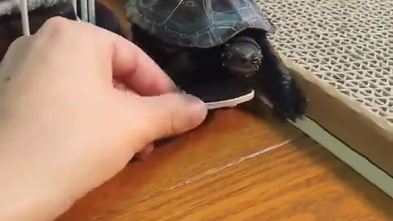 Skating Tortoise