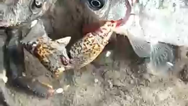 How Crabs Eat Fish