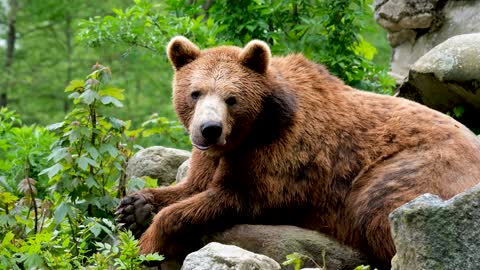 A Big Brown Bear Lying On Rocks