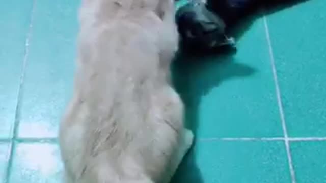 Funny cat