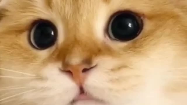 Cats everyday 2021