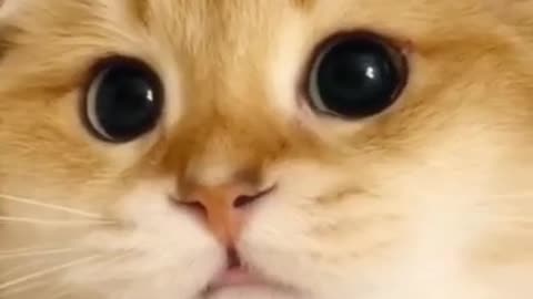 Cats everyday 2021