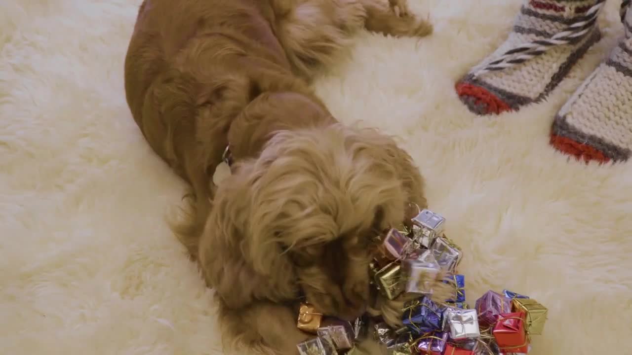 Cute dog plays with Christmas garland