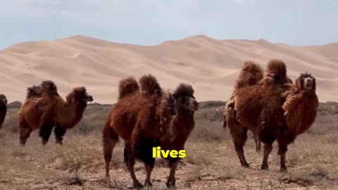 The Unbelievable Evolution of Camels