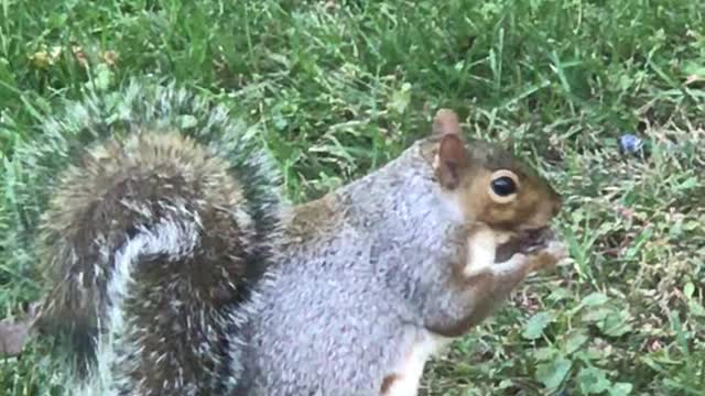 Adorable Squirrel Cracks and Eats a Nut