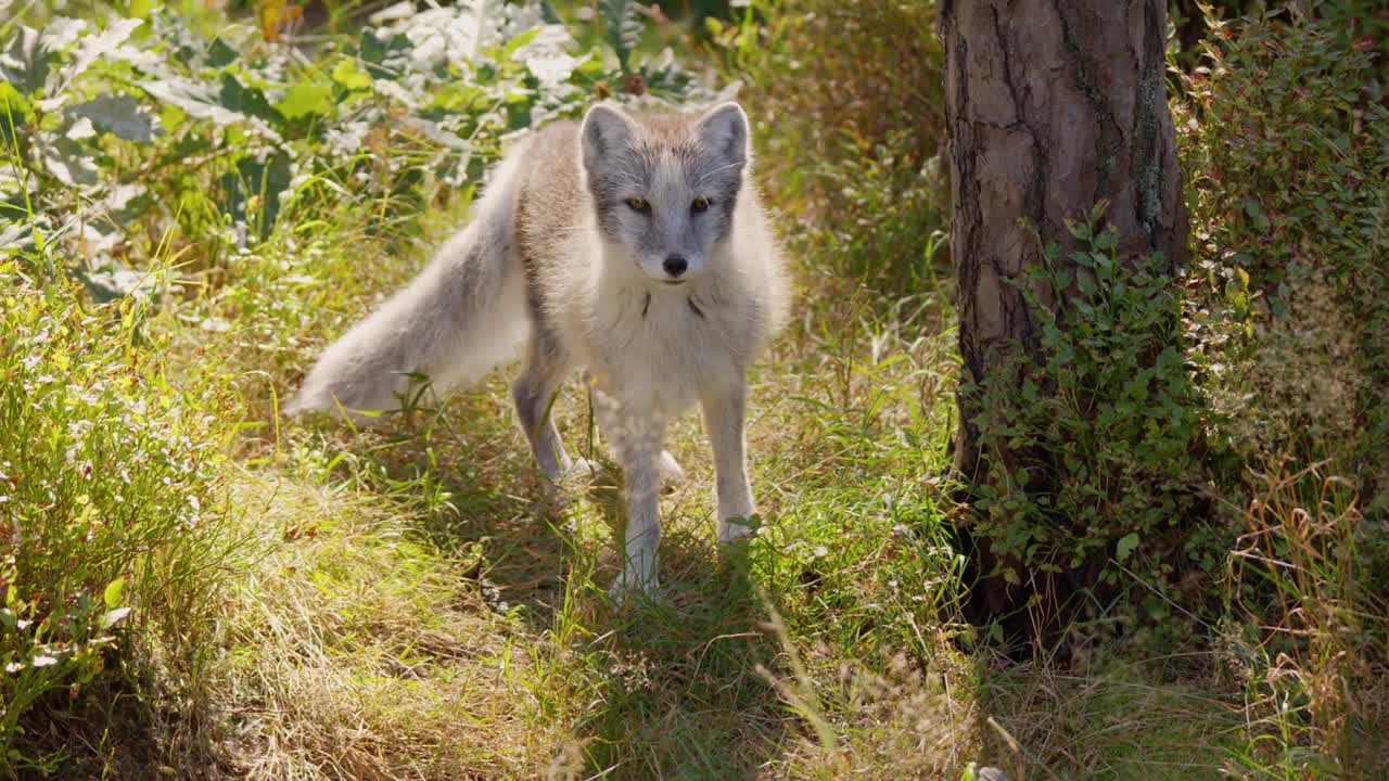 Cute arctic polar fox cub walking at forest floor in the early winter