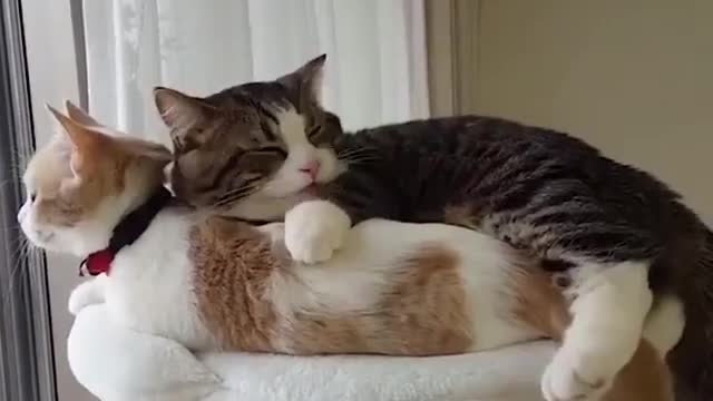 Cats are cuddling together will make your day