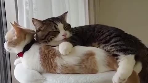 Cats are cuddling together will make your day