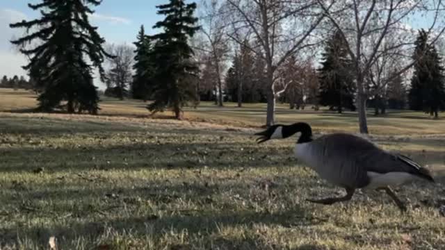 Geese War