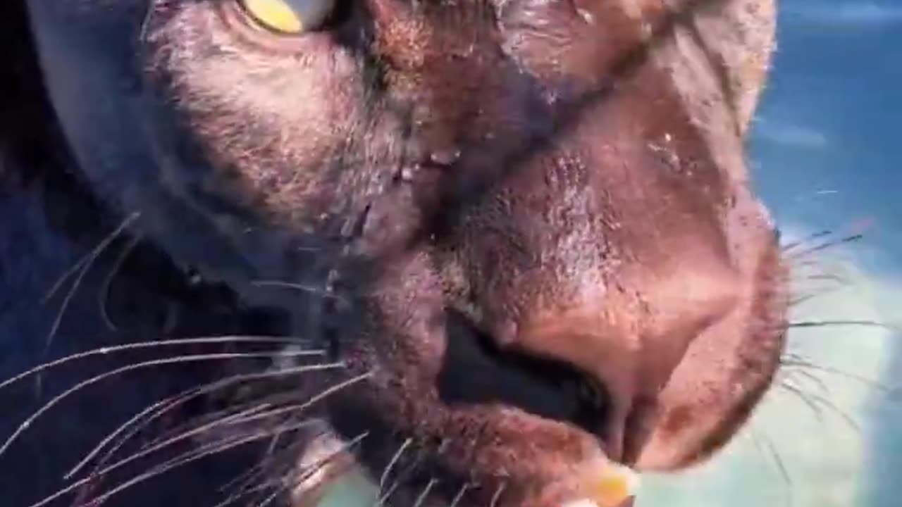 Black Jaguar Cooling Off!