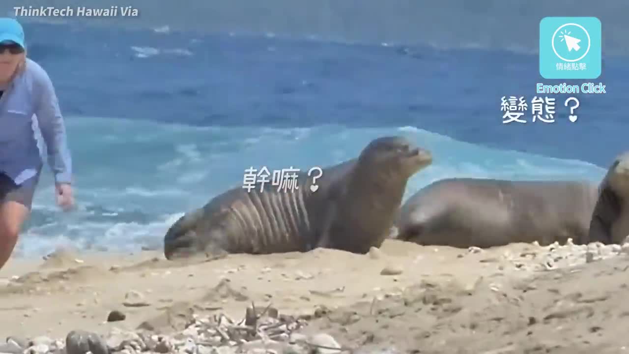 Woman sneaks close to sleeping seal and hits "vital point"...