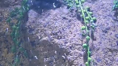 Sea Horse Giving Birth #shorts #shortvideo #video #virals #videoviral