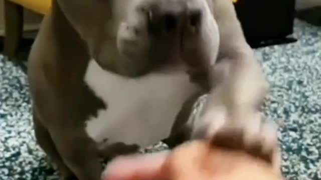 Can't imagine a day without dogs