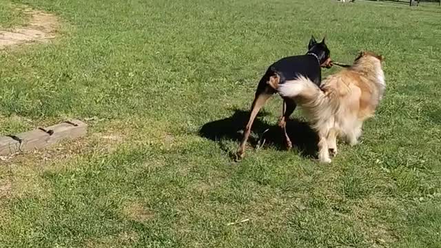 Doberman taking collie for a walk