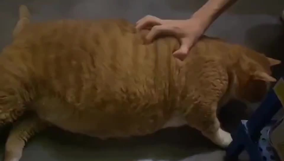 so fat cat