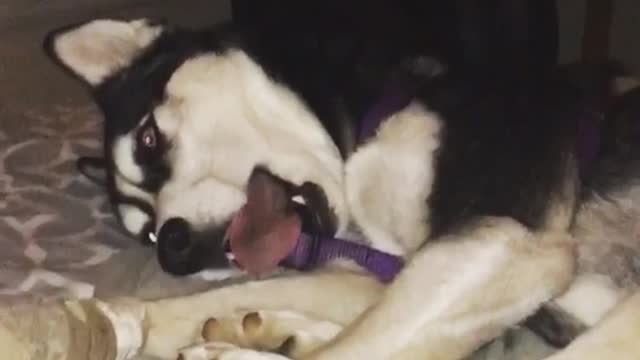 A Husky And Her Tongue